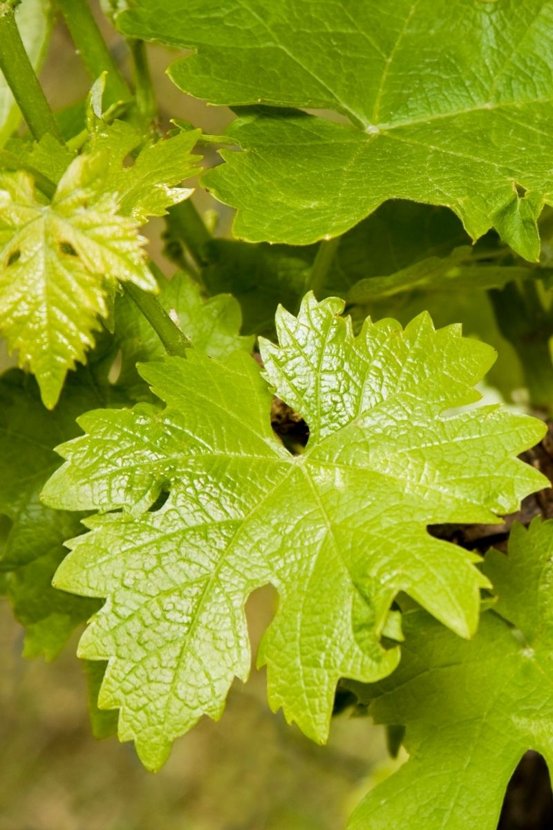 Picture of baby vine leaves