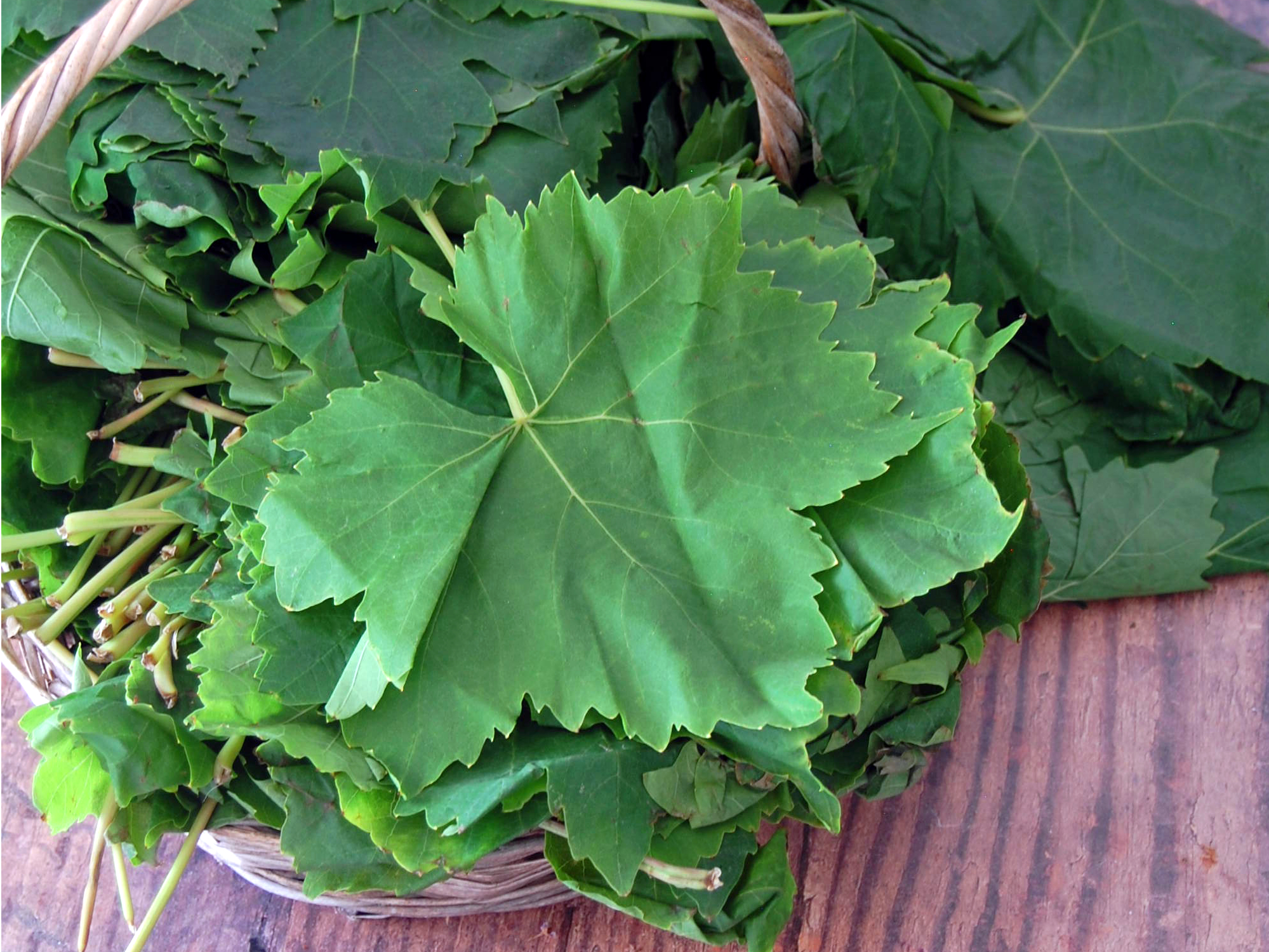 Piled up freshly picked green vine leaves ready for stuffing. In basket