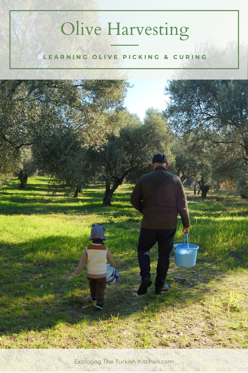 Harvesting Olives In Turkey